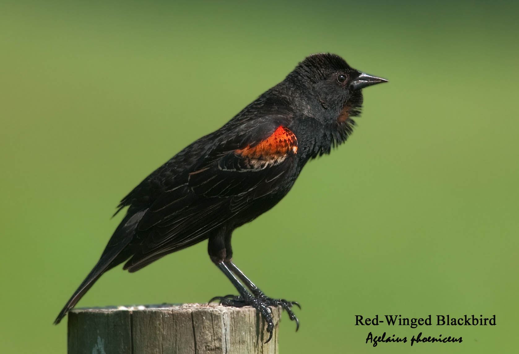 Red-Winged Blackbird - 1